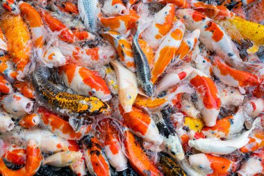 sazan balığı havuzu arka planı, renkli arka plan, süslü araba.