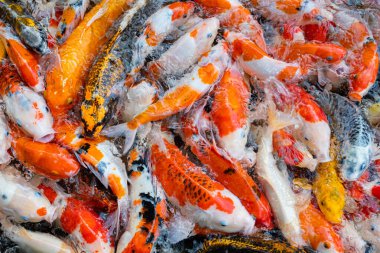 sazan balığı havuzu arka planı, renkli arka plan, süslü araba.