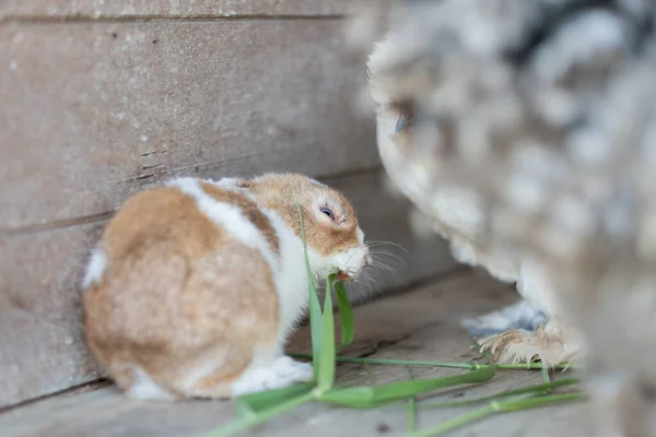 Coniglio Mangiare Erba Con Sfondo Bokeh Coniglietto Animale Domestico Olanda — Foto Stock