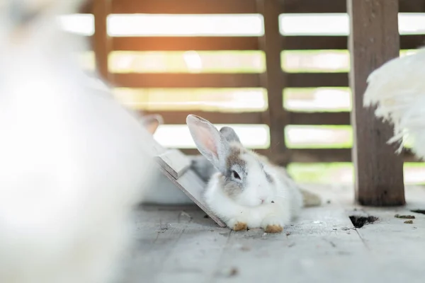 Кролик Кролик Животное Размытым Фоном Животное — стоковое фото