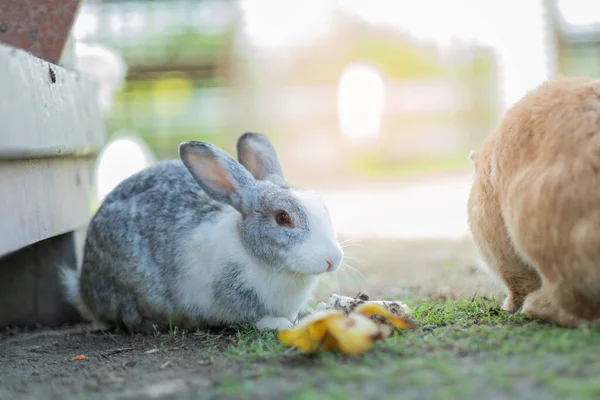 Coniglio Animale Domestico Coniglietto Con Sfondo Sfocato Animale — Foto Stock