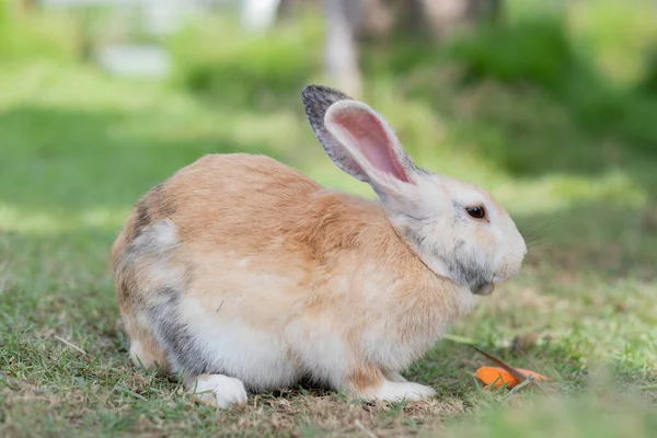 Kanin Sova Marken Kanin Husdjur Holland — Stockfoto
