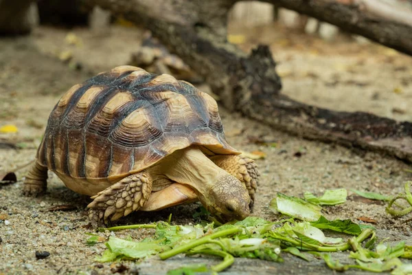 Sucata Tortoise Groun — Fotografie, imagine de stoc