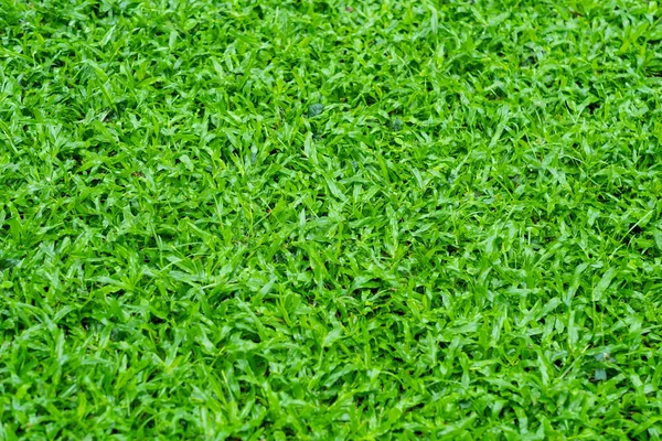 Zielona Trawa Tle Boisko Piłki Nożnej — Zdjęcie stockowe
