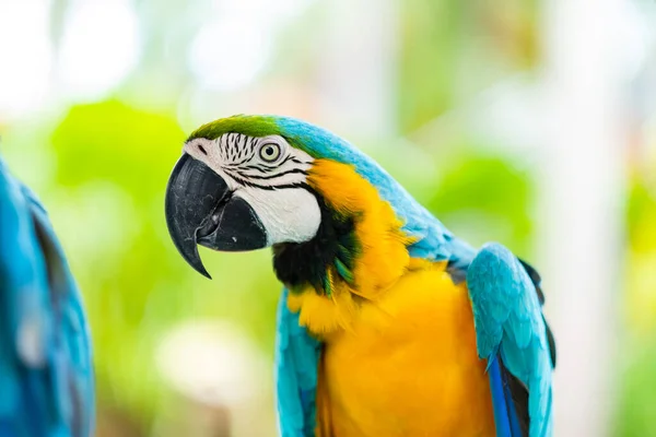 Fütterung Von Papagei Naturvogel Maca — Stockfoto
