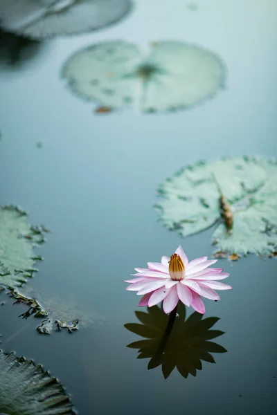 Красивый Цветок Лотоса Пруду Капля Воды Лотосе Розовый Белый Коло — стоковое фото