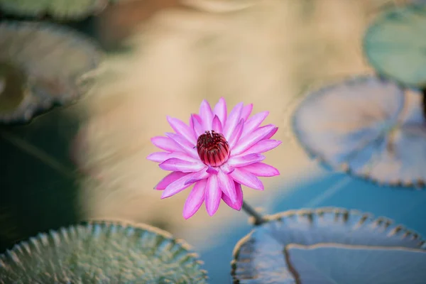 Красивый Цветок Лотоса Пруду Капля Воды Лотосе Розовый Белый Коло — стоковое фото