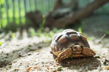 Sucata kaplumbağası.
