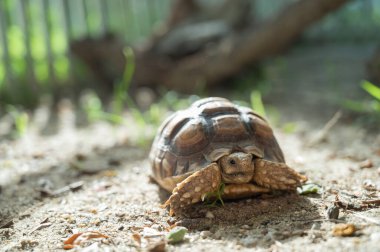 Sucata kaplumbağası.