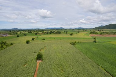 Yüksek açılı çiftlik manzarası, bitki yetiştirme, güzel arazi manzarası.