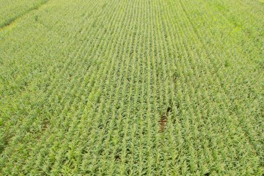 Yüksek açılı çiftlik manzarası, bitki yetiştirme, güzel arazi manzarası.