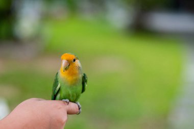 Bir aşk kuşu parmağına tünemiş, papağan.