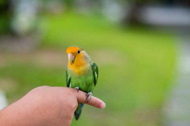 Bir aşk kuşu parmağına tünemiş, papağan.