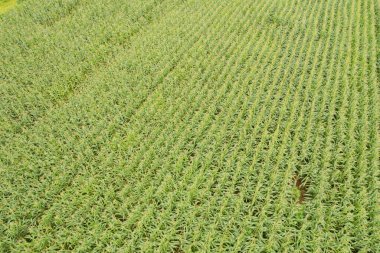 Yüksek açılı çiftlik manzarası, bitki yetiştirme, güzel arazi manzarası.