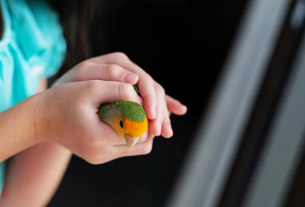 A lovebird perched on a finger, parro