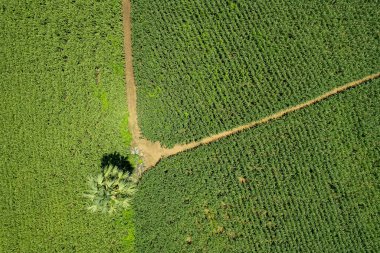 Yüksek açılı çiftlik manzarası, bitki yetiştirme, güzel arazi manzarası.