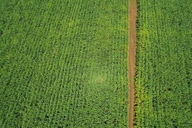Yüksek açılı çiftlik manzarası, bitki yetiştirme, güzel arazi manzarası.