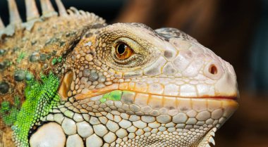 Kertenkele, hayvan, bulanık yüzlü yeşil kertenkele.