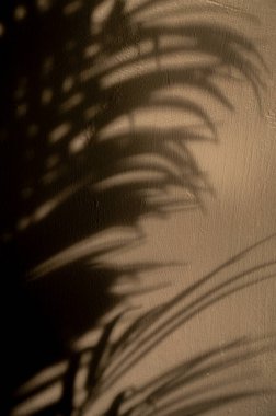 Tex için boşluk olan yaprak gölgesi arkaplanı