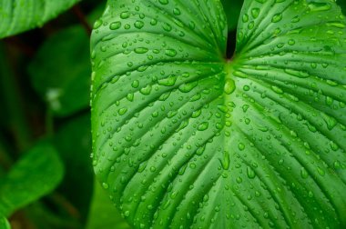 yeşil yapraklar doğal arkaplan duvar kağıdı, yaprak dokusu, metin için boşluk bırakır