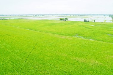 Pirinç tarlasının uçan insansız hava aracından gelen hava görüntüsü çevre yeşil desenli arka plan, üst görüş alanı ric