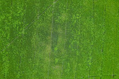 Pirinç tarlasının uçan insansız hava aracından gelen hava görüntüsü çevre yeşil desenli arka plan, üst görüş alanı ric