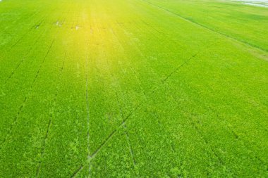Pirinç tarlasının uçan insansız hava aracından gelen hava görüntüsü çevre yeşil desenli arka plan, üst görüş alanı ric