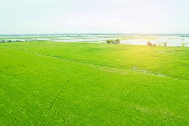 Pirinç tarlasının uçan insansız hava aracından gelen hava görüntüsü çevre yeşil desenli arka plan, üst görüş alanı ric