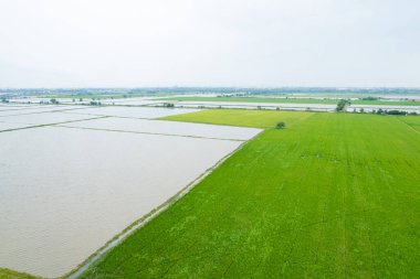 Pirinç tarlasının uçan insansız hava aracından gelen hava görüntüsü çevre yeşil desenli arka plan, üst görüş alanı ric