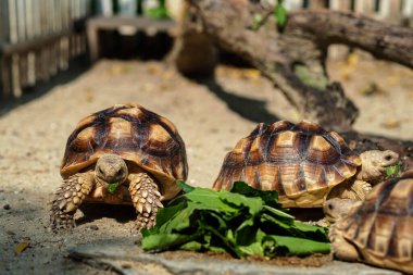 Sucata kaplumbağası doğayla iç içe olan sebzeleri yiyor.