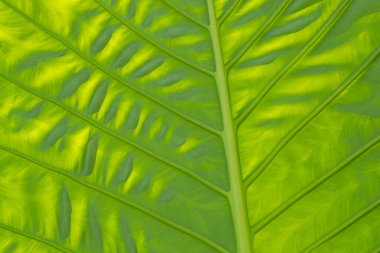 yeşil yapraklar duvar arkaplanı, düğün arkaplanı