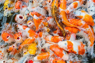 sazan balığı havuzu arka planı, renkli arka plan, süslü karbonhidrat.