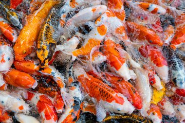 sazan balığı havuzu arka planı, renkli arka plan, süslü karbonhidrat.