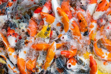 sazan balığı havuzu arka planı, renkli arka plan, süslü karbonhidrat.