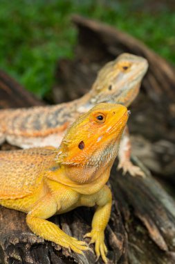 Bulanık geçmişi olan sakallı ejderha.