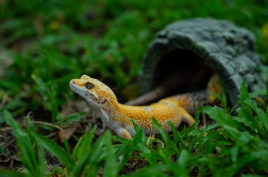 Common leopard gecko on the ground clipart