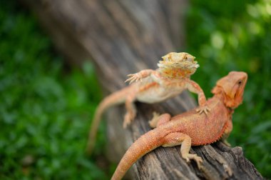 Bulanık geçmişi olan sakallı ejderha.