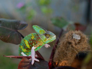 Bulanık arkaplanı olan bukalemun, yırtıcı