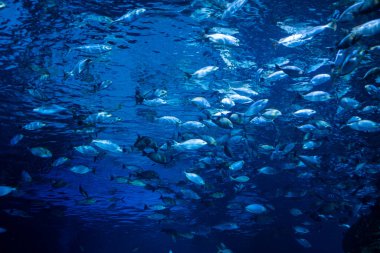 Akvaryumda balık, suyun altında, hayvan