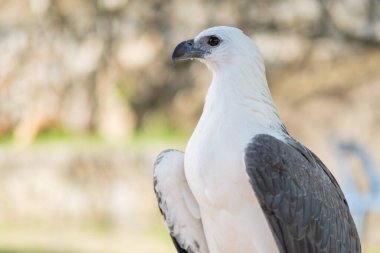 Bulanık arkaplan ile yakın plan kartalı