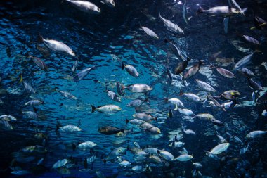 Akvaryumdaki balıklar, suyun altındaki hayvanlar.