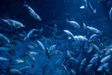 Akvaryumdaki balıklar, suyun altındaki hayvanlar.