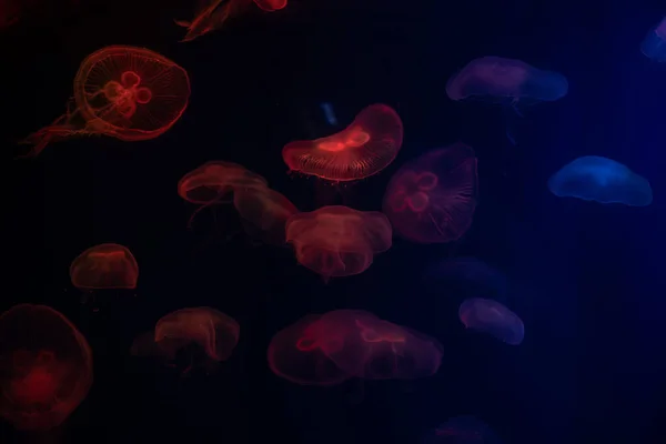 jellyfish at aquarium, dangerous animal