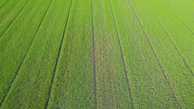 Pirinç tarlasının uçan insansız hava aracı yeşil desenli doğa arka planı, pirinç tarlası.