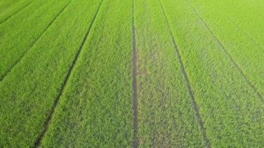 Pirinç tarlasının uçan insansız hava aracı yeşil desenli doğa arka planı, pirinç tarlası.
