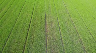 Pirinç tarlasının uçan insansız hava aracı yeşil desenli doğa arka planı, pirinç tarlası.