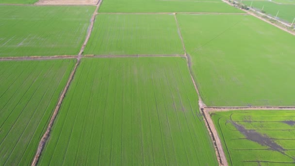 Vista Aérea Drone Voador Arroz Campo Com Paisagem Verde Padrão — Vídeo de Stock