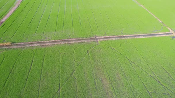 Pirinç Tarlasının Uçan Insansız Hava Aracı Yeşil Desenli Doğa Arka — Stok video