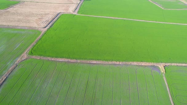 Letecký Pohled Letícího Dronu Polní Rýže Krajinně Zeleným Vzorem Příroda — Stock video