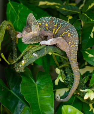 bukalemun bulanık arkaplanlı, predato